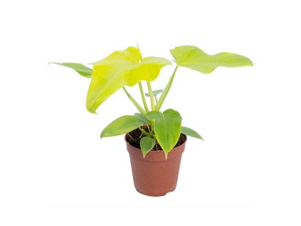 Philodendron Golden Violin, průměr 12 cm  Filodendron