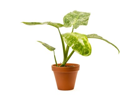 Philodendron Jose Buono, průměr 15 cm