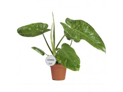 Philodendron Jose Buono, průměr 15 cm  Filodendron