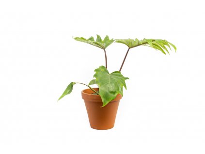 Philodendron Mayoi, průměr 15 cm