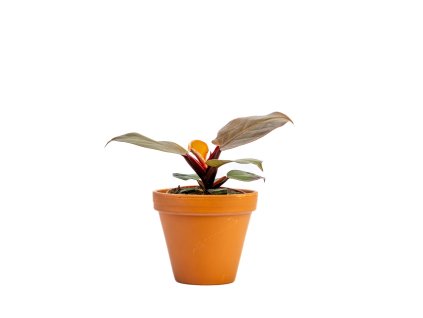 Philodendron McColley's Finale, průměr 12 cm