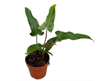 Philodendron Mexicanum, průměr 17 cm  Filodendron