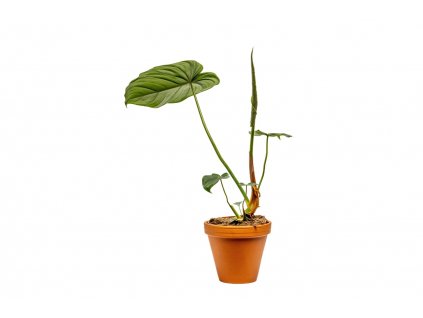 Philodendron Pastazanum, průměr 15 cm