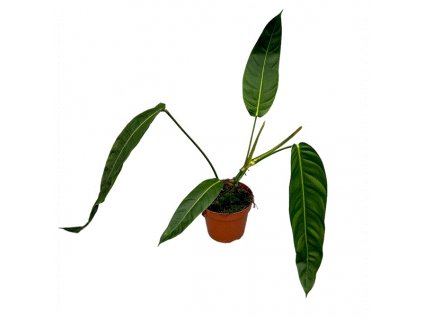 Philodendron Patriciae, průměr 17 cm  Filodendron