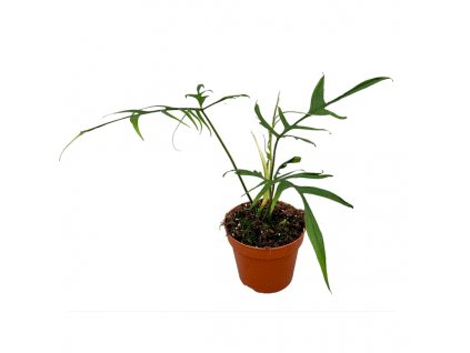 Philodendron Polypodioides, průměr 17 cm  Filodendron