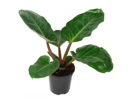 Philodendron Red Congo, průměr 24 cm  Filodendron