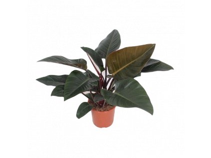 Philodendron Red Congo, průměr 27 cm  Filodendron