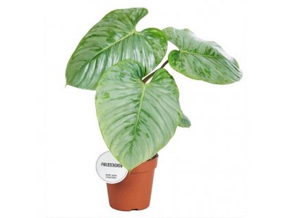 Philodendron Sodiroi, průměr 15 cm  Filodendron