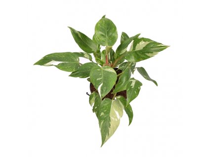 Philodendron White Princess, průměr 14 cm  Filodendron
