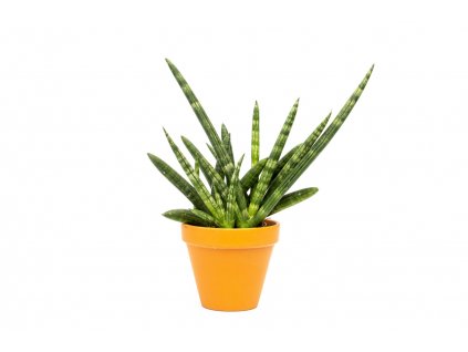 Sansevieria cylindrica Boncellensis, průměr 11 cm