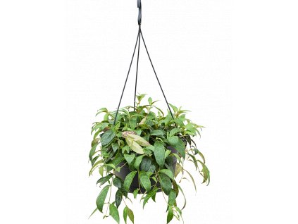 36123 1 aeschynanthus marmoratus zaves prumer 17 cm