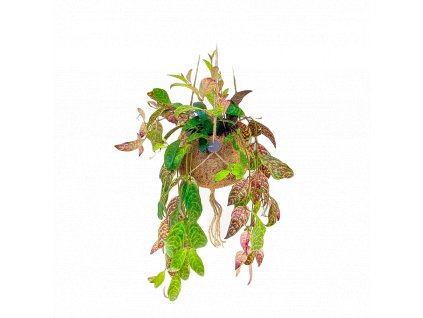 Kokodama Aeschynanthus (L)  Rděnka