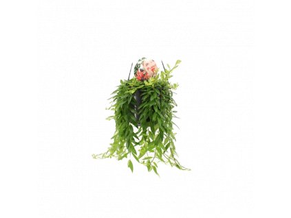 36132 aeschynanthus japhrolepis zaves prumer 15 cm