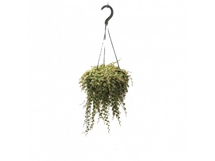 Peperomia Prostrata - závěs, průměr 14 cm  Peperomie, Pepřinec