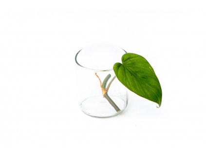 Philodendron scandens - řízek k zakořenění  Filodendron