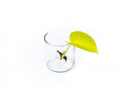 36438 epipremnum neon golden potos rizek k zakoreneni