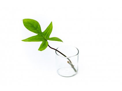 36444 philodendron florida rizek k zakoreneni