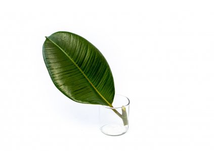 36459 ficus elastica robusta rizek k zakoreneni