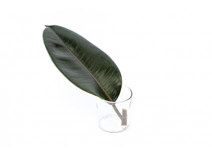 36462 ficus elastica abidjan rizek k zakoreneni