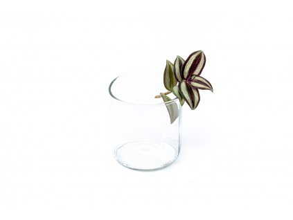 36480 tradescantia zebrina rizek k zakoreneni