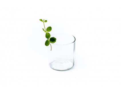 36495 peperomia rotundifolia rizek k zakoreneni