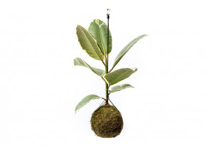 Kokedama Ficus Elastica Tineke (L)  Gumovník