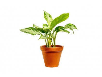 Aglaonema Silver Bay, průměr 12 14 cm