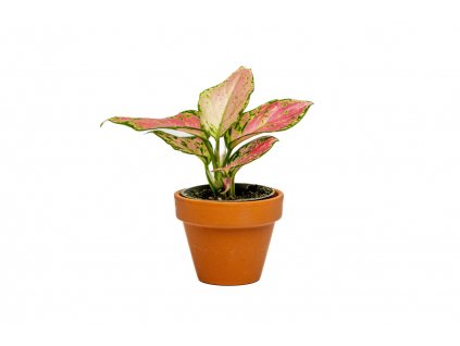 Aglaonema Red Dragon, průměr 6 cm