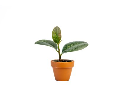 Ficus elastica Sofia, průměr 6 cm