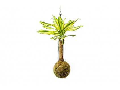 Kokedama Dracaena fragrans kmen mix (L)  Dracéna vonná, dračinec