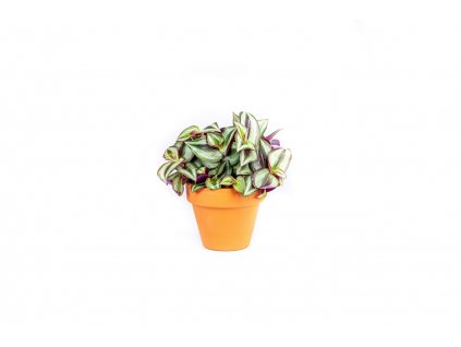 3695 1 tradescantia zebrina prumer 10 12 cm