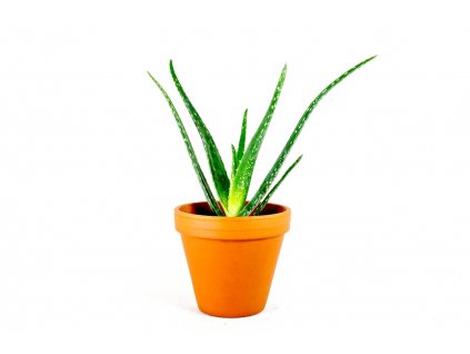 Gardners.cz Aloe vera