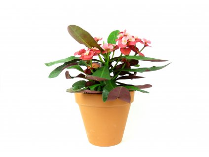 Gardners.cz Euphorbia milli
