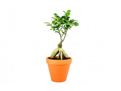 Gardners.cz Ficus microcarpa ginensg 2