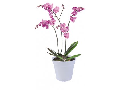 Květináč Green Basics Orchid 13 cm, čirá