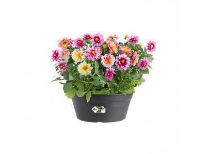 38415 3 zardina green basics bowl 27 cm cerna