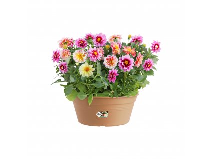 38424 3 zardina green basics bowl 27 cm hneda
