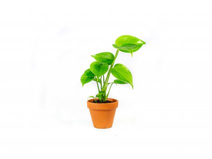 38667 monstera deliciosa prumer 9 cm