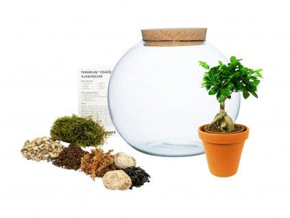 38955 sklenena vaza boule s korkovym spuntem osazej si sam ficus microcarpa ginseng l