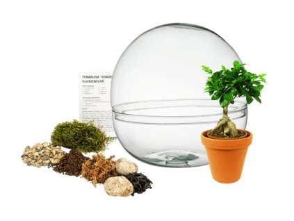Skleněné terárium boule OSÁZEJ SI SÁM Ficus Microcarpa Ginseng, L