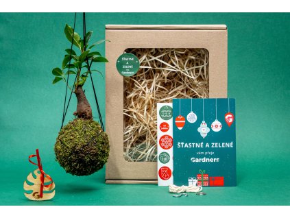 Vánoční dárková sada Kokedama Ficus microcarpa ginseng (S)