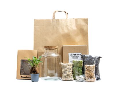 Skleněná dóza HELENIUM OSÁZEJ SI SÁM Ficus microcarpa Ginseng, L v dárkovém balení