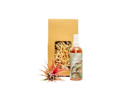 Set tillandsie Ionantha Red s hnojivem v dárkovém balení