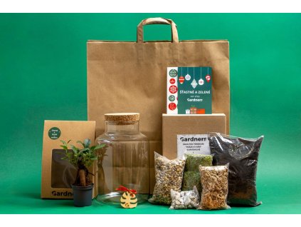 Vánoční dárková sada Skleněná dóza HELENIUM OSÁZEJ SI SÁM Ficus microcarpa Ginseng, L