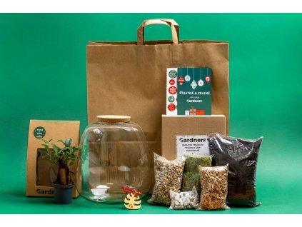 Vánoční dárková sada Skleněná dóza MOLINIA OSÁZEJ SI SÁM Ficus microcarpa Ginseng, L