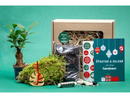 Vánoční dárková sada Kokedama %22Vyrob si sám%22 Ficus Microcarpa Ginseng (S)