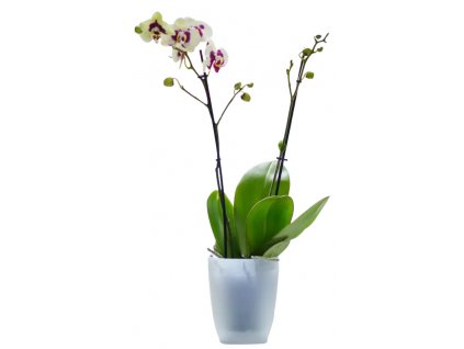 Obal Brussels Orchid High 12,5 cm, čirá