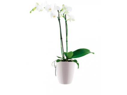 Obal Brussels Orchid High 12,5 cm, bílá