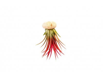 Gardners.cz Medusa ROSE s Tillandsií Ionantha red