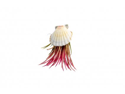 39567 musle s tillandsii ionantha red